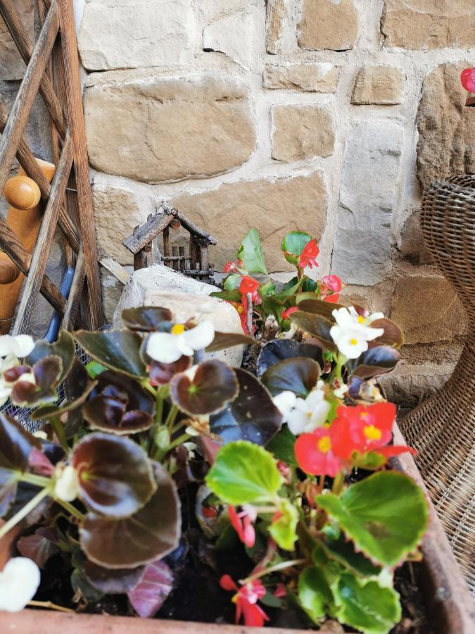 Casa Phoenix Appartamento Piano Terra Immerso Nel Verde A Pochi Minuti Dalla Ciclabile Pieve di Cadore Esterno foto